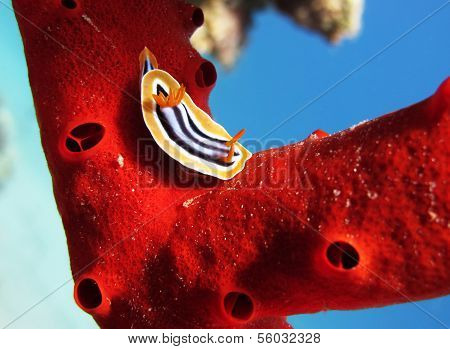 Chromodoris nudibranch