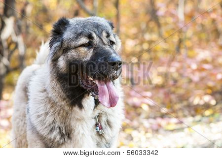 caucasian SchÃ¤ferhund