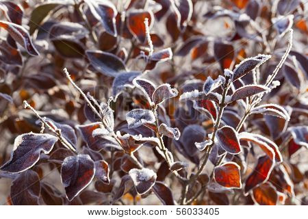 Frozen Leaves In The Morning
