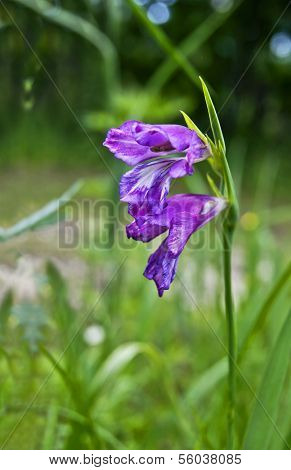 Wild Gladiolus.