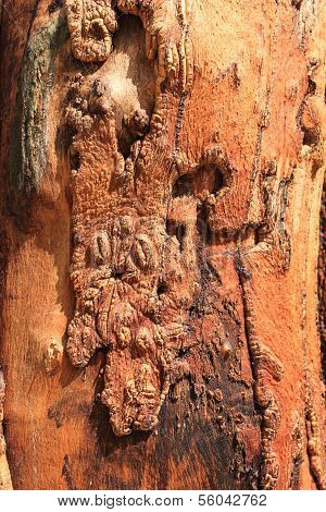 Red Tree Bark Texture
