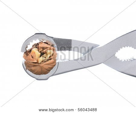 Closeup of a nutcracker with a walnut in it jaws. The nut is partially cracked. Horizontal format over a white background.