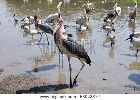 Marabu