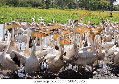 Pelicans