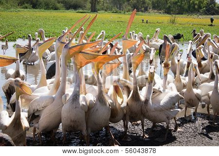 Pelicans