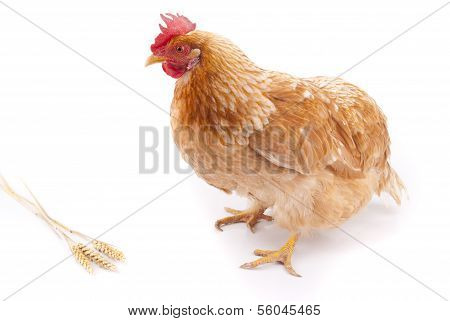 Braunes Huhn auf weiÃŸem Hintergrund