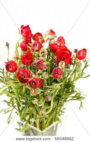 red Ranunculus 
