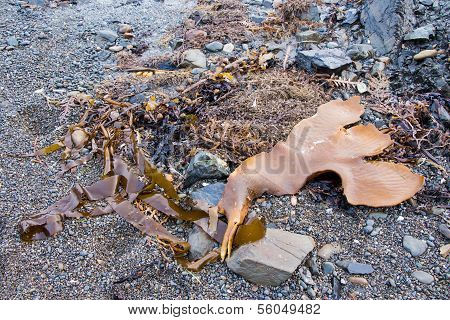 Washup Seaweed