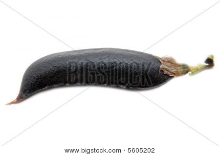 Pod