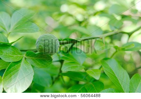 Young Wild Lemon Fruit