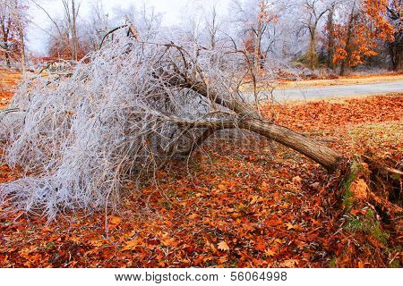 Large uprooted tree with ice dew on its branches