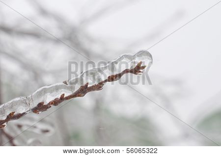 Ice and snow on branches after a sleet