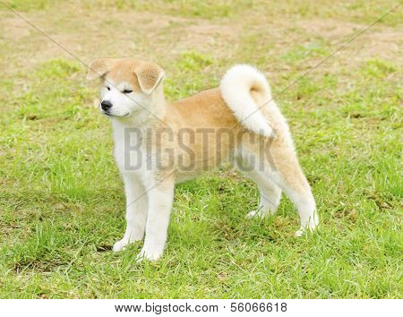 Akita Inu
