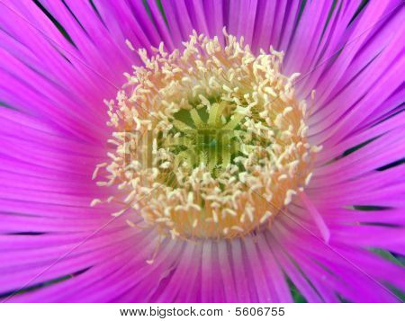 Carpobrotus Modestus Macro-opname