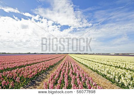 Colorful hyacinth fields in rural Netherlands