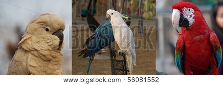 Awesome red macaw vs white moluccan
