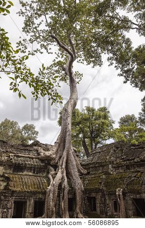 Spung Baum bei Ta Prohm Tempel