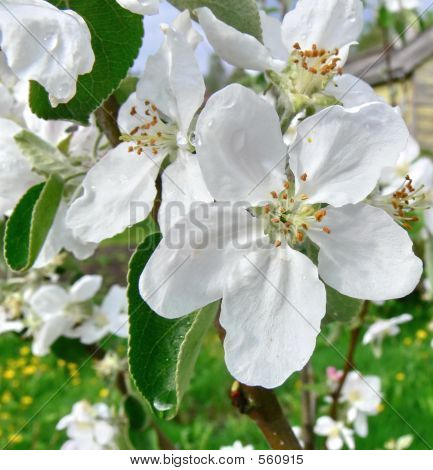 Blomstrende æbletræer