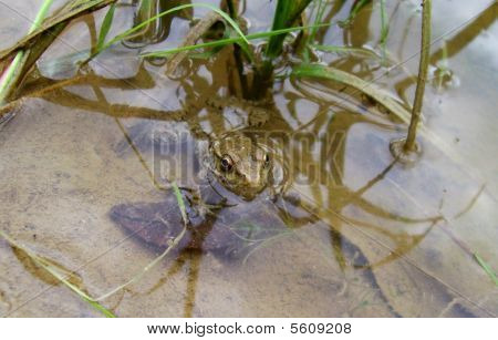 Grenouille en étang