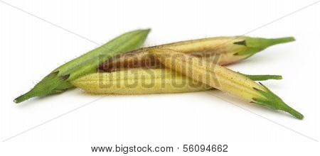 Ayurvedic Medicinal Chirata Pods