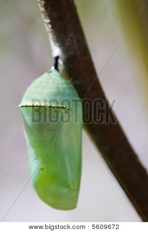 Chrysallis สีเขียวอ่อน