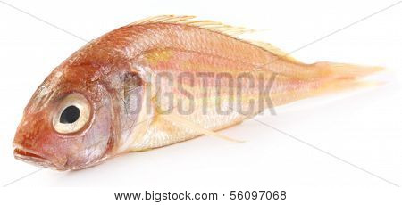 Poa Fish Of South Asia
