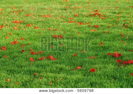 Rosso e verde
