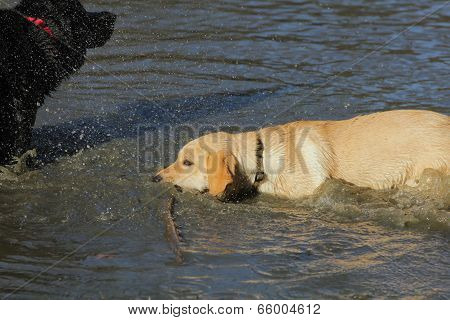 Golden Labrador Retriever