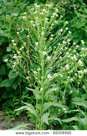 Horseradish (cochlearia Armoracia)  Blossom On Green Leaves Background