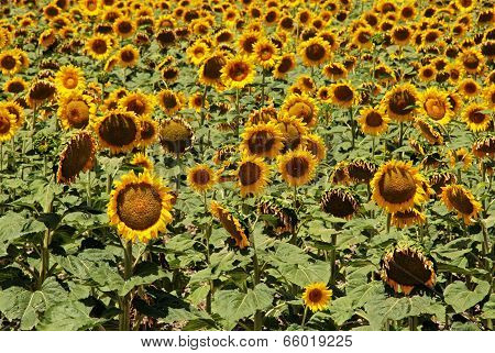 Sunflowers, Andalusia.
