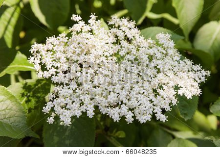 Elderberry Inflorescence