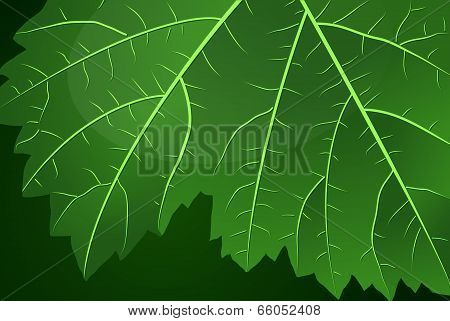 Grape leaf