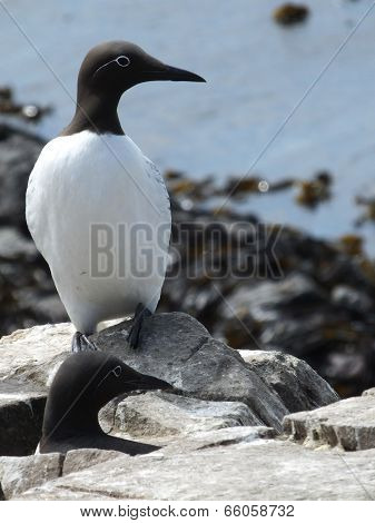 Guillemots