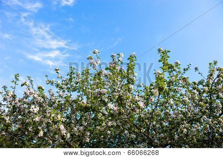Blooming Branches Of The Apple Tree Against The Blue Sky