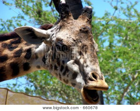 Giraffe