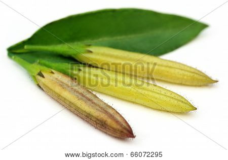 Ayurvedic Medicinal Chirata Pods With Green Leaf
