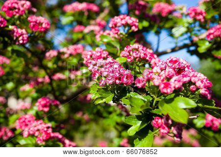 Bloosoming Pink Flowers Of Hawthorn Tree