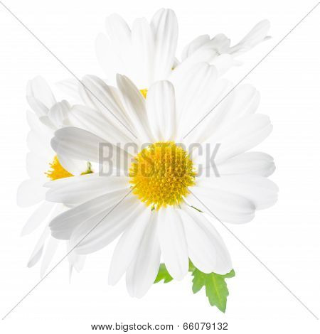 Fresh White Chrysanthemum Like Chamomiles Is Isolated On White Background, Closeup