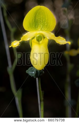 Yellow Paphiopedilum Orchid.