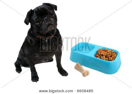 Mops i Dogfood