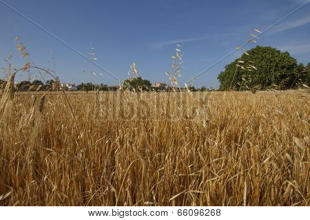 Cereal crops field under blue sunny sky