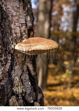 Polypore growing on birch tree trunk