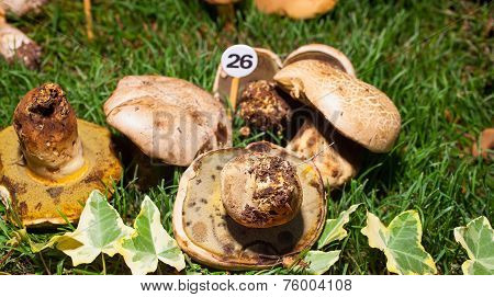 Mushroom Boletus Radicans