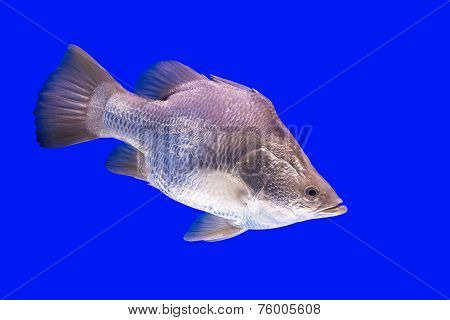 Siver Fish