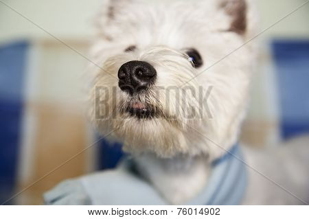 Big Nose