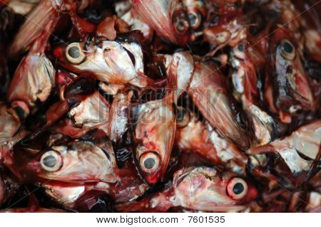 Klip fisk hoveder