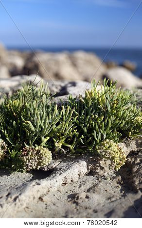 Succulents by the sea