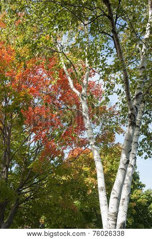 Autumn leaf colors on silver birch tree.