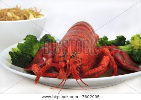 cozido maine lobster
