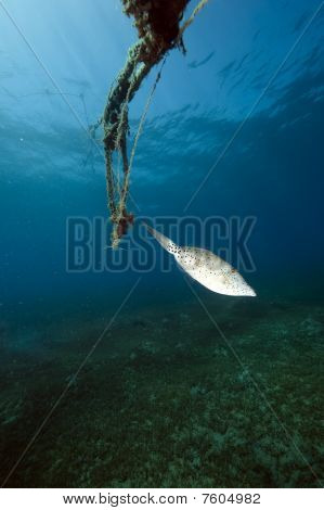 Načmáral Filefish a oceán